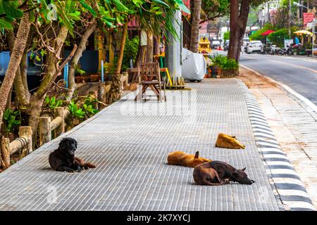 Les chiens errants dorment dans la rue de Naithon Beach à Sakhu Thalang sur l'île de Phuket Thaïlande en Southeastasie Asie. Banque D'Images