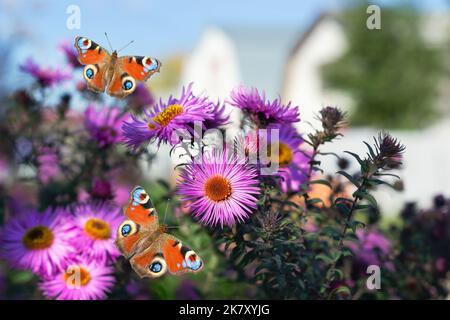 Des asters d'automne et des papillons fleuris, sur un fond de rue défoqué. Mise au point sélective Banque D'Images