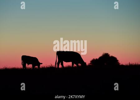 Vaches élevées avec des pâturages naturels, production de viande dans la campagne Argentine, province de la Pampa, Argentine. Banque D'Images