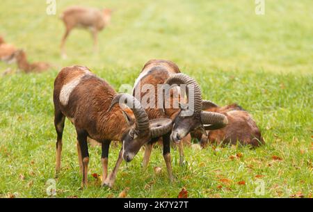 Deux grands-cornes mâles mouflon d'adulte combattant dans un pré herbacé. Banque D'Images