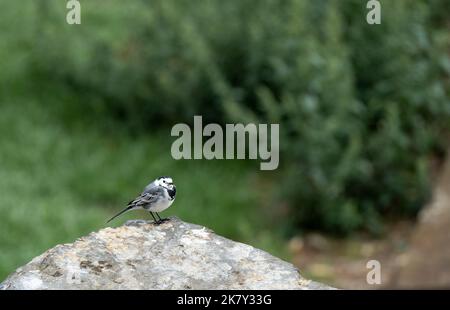 Gros plan d'un pied Wagtail (Motacilla alba) Banque D'Images