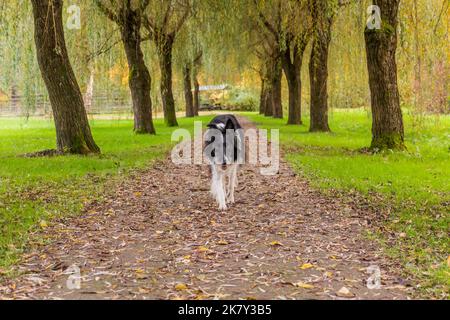Vue d'automne du chien de race Collie Banque D'Images