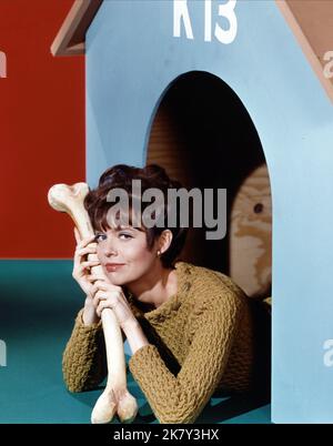 Barbara Feldon Television : Get Smart (1965) personnages : agent 99 réalisateur : Mel Brooks 18 septembre 1965 **AVERTISSEMENT** cette photographie est destinée à un usage éditorial seulement et est protégée par les droits d'auteur de CBS TELEVISION et/ou du photographe désigné par le film ou la société de production et ne peut être reproduite que par des publications dans le cadre de la promotion du film ci-dessus. Un crédit obligatoire à CBS TELEVISION est requis. Le photographe doit également être crédité lorsqu'il est connu. Aucune utilisation commerciale ne peut être accordée sans autorisation écrite de The film Company. Banque D'Images