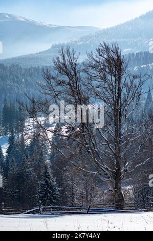 Le seul arbre à feuilles caduques sur fond de montagnes de conifères. Un arbre sans feuilles d'hiver sur fond de montagnes. Banque D'Images