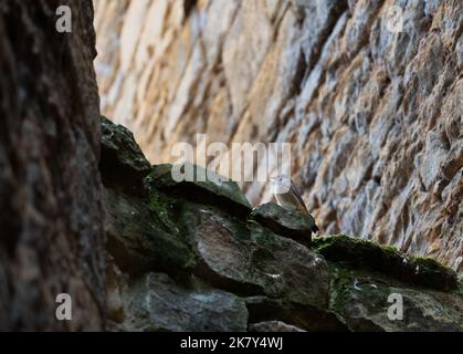 Gros plan d'une femelle redstart noire (Phoenicurus ochruros) regardant vers le bas d'un mur de pierre élevé Banque D'Images