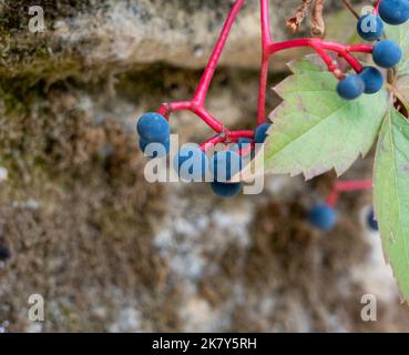 Gros plan détaillé des baies d'été sur une vigne de Virginie (Parthenocissus quinquefolia) Banque D'Images