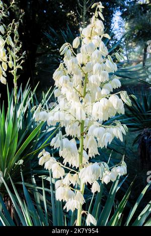 Gros plan d'un Dagger espagnol à fleurs Yucca (Yucca gloriosa) avec des fleurs en forme de cloches blanches crémeuses Banque D'Images