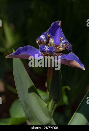 Gros plan de la lumière violet bleu marchant iris neomarica caerulea fleur fleurir à l'extérieur sur fond naturel sombre Banque D'Images