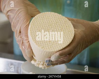 Fromage jeune dans les mains des femmes. Photo de haute qualité Banque D'Images