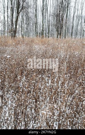 Les graminées sont mortes et les têtes de semis des susans à yeux noirs de cette prairie captent de la neige fraîche tandis que la forêt sans feuilles, avec un ciel gris, est éteinte Banque D'Images