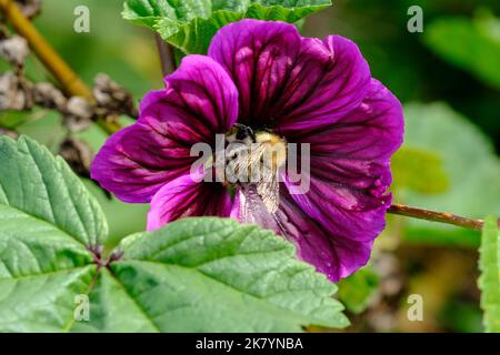 Photo macro d'une abeille ou d'un bourdon : détails qui sont autrement difficiles à voir - concentrez-vous sur l'animal avec un arrière-plan flou. Banque D'Images