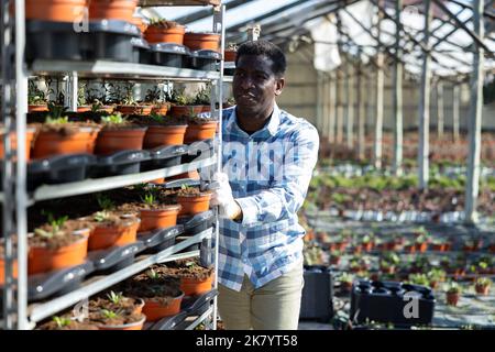 Un fleuriste afro-américain poussant un rack de chariot avec des plantes en pot dans une serre Banque D'Images