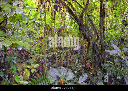 Cascade Jaco Costa Rica, vue sur la piste, Catarastas Valle Encantado - cascade cachée entourée d'arbres verts dans la jungle. Amérique centrale. Banque D'Images