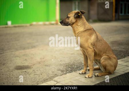 Chien errant dans la rue. Animal sans propriétaire. Animal perdu. Banque D'Images