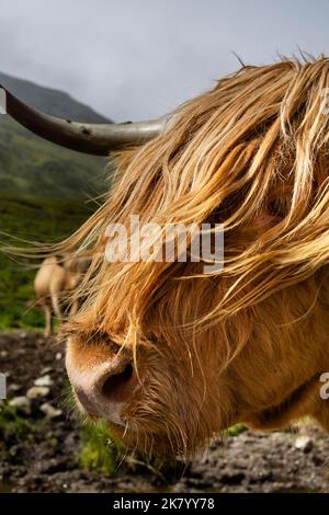 Vache des Highlands sur l'île de Skye. Bovins des Highlands Banque D'Images