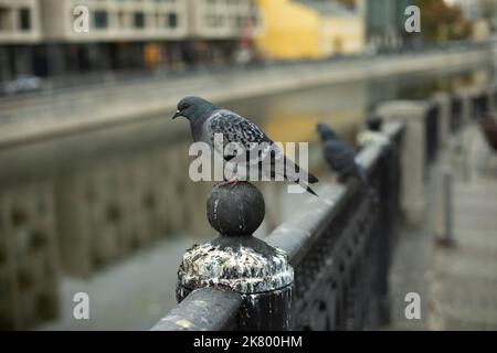 Pigeon se trouve sur la clôture de la rivière. Pigeon sur le remblai de la rivière. Oiseau dans la ville. Vue sur le remblai de Moscou. Banque D'Images