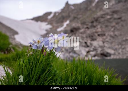 Columbine Bloom avec Andrews Glacier au loin dans le parc national de Rocky Mountain Banque D'Images