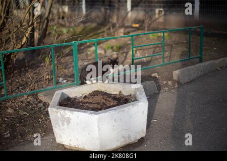Cat dans la rue. Chat errant dans un lit de fleur. Animal sans propriétaire. Chat errant. Banque D'Images