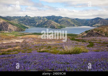 WA22457-00...WASHINGTON - des tapis de lupin miniature couvraient la zone d'explosion au-dessus du lac Spirit dans le monument volcanique national du Mont St. Helens. Banque D'Images