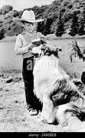 Jon Provost & Dog film : Lassie (1954) Directeur : Bonita Granville 12 septembre 1954 **AVERTISSEMENT** cette photographie est à usage éditorial exclusif et est le droit d'auteur de CBS et/ou du photographe assigné par la Société du film ou de la production et ne peut être reproduite que par des publications dans le cadre de la promotion du film ci-dessus. Un crédit obligatoire pour CBS est requis. Le photographe doit également être crédité lorsqu'il est connu. Aucune utilisation commerciale ne peut être accordée sans l'autorisation écrite de la Société du film. Banque D'Images