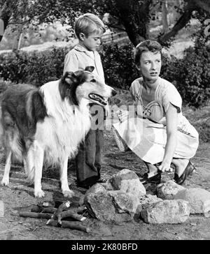 Jon Provost & Dog film : Lassie (1959) Directeur : Bonita Granville 12 septembre 1954 **AVERTISSEMENT** cette photographie est à usage éditorial exclusif et est le droit d'auteur de CBS et/ou du photographe assigné par la Société du film ou de la production et ne peut être reproduite que par des publications dans le cadre de la promotion du film ci-dessus. Un crédit obligatoire pour CBS est requis. Le photographe doit également être crédité lorsqu'il est connu. Aucune utilisation commerciale ne peut être accordée sans l'autorisation écrite de la Société du film. Banque D'Images