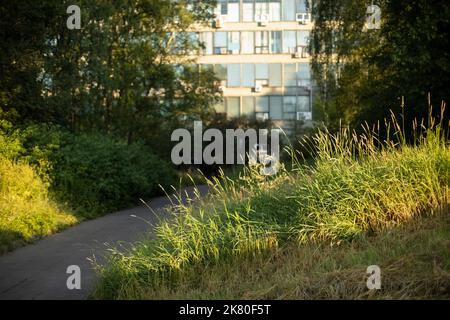 Parc en ville. Route vers le bâtiment. Herbe non fauchée. Pelouse surcultivée. Banque D'Images