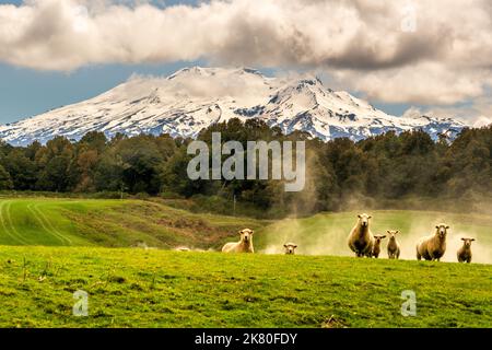 Troupeau inquistif de moutons debout sur le paddock de la ferme avec engrais se répandre dans la vallée au-dessous d'eux Banque D'Images