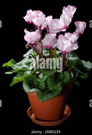 La fleuriste, Cyklamen cyclamen (Cyclamen persicum) Banque D'Images