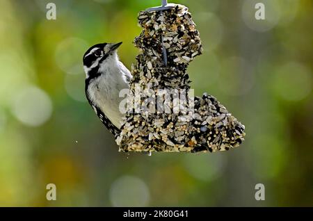 Un pic de Downey, Picoides pubescens, qui pache sur un mangeoire à oiseaux suspendu dans les régions rurales du Canada de l'Alberta. Banque D'Images
