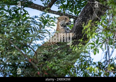 Jaguar grimpant dans un grand arbre dans le Pantanal Banque D'Images