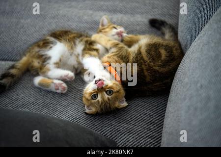 Deux chatons rayés jouent sur le canapé en tissu sombre. Chat écossais à rayures orange, pur pedigree, beau et mignon. Combattez le look fiercely fu Banque D'Images