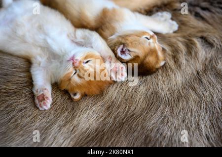 Plusieurs chatons étaient couchés sur leurs estomacs sur un tapis de laine marron, en vue de dessus et en gros plan. British Shorthair chat, doré, de race, comfo de repos Banque D'Images