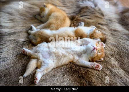 Plusieurs chatons étaient couchés sur leurs estomacs sur un tapis de laine marron, en vue de dessus et en gros plan. British Shorthair chat, doré, de race, comfo de repos Banque D'Images