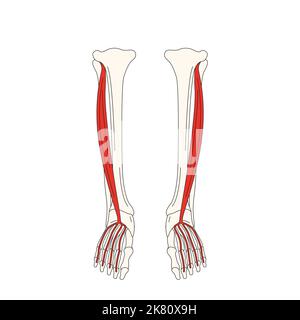 anatomie humaine drawing flexor digitorum longus Banque D'Images