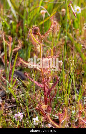 Gros plan d'un seul Drosera cistiflora, une plante carnivore de la famille Sundew, dans un habitat naturel, le Cap, le Cap occidental, l'Affrica du Sud Banque D'Images