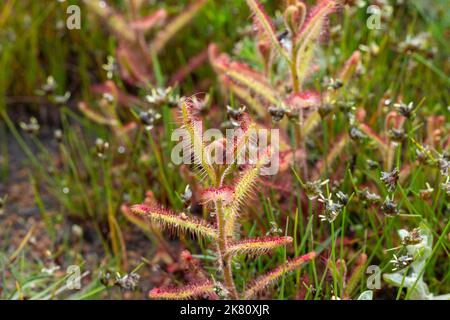 Gros plan de la cistiflora de Sundew Drosera, prise dans l'habitat naturel au Cap, en Afrique du Sud Banque D'Images