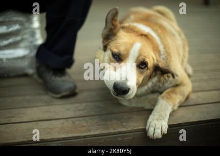 Le chien se trouve aux pieds du propriétaire. Le chien repose sur la véranda. Vieux chien. Banque D'Images