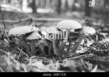 Un groupe de champignons, pris en noir et blanc, dans la forêt au fond de la forêt. Mousse, aiguilles de pin sur le sol. Jour d'automne à la recherche de champignons. Banque D'Images