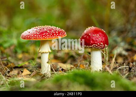 Mouche agaric, Amanita muscaria, Catbrook, Monbucshire, pays de Galles, ROYAUME-UNI Banque D'Images