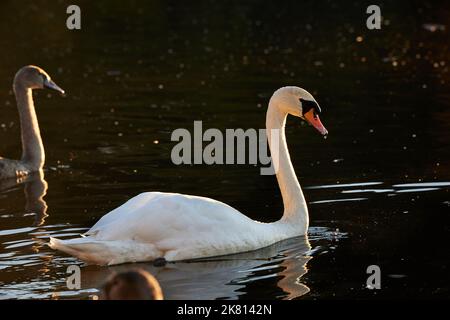 Grand cygne blanc dans un lac au danemark Banque D'Images