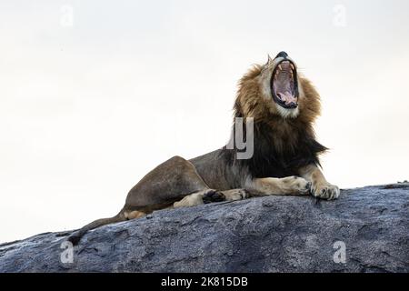 Lion masculin africain, photographié lors d'un safari à Serengeti, Tanzanie Banque D'Images