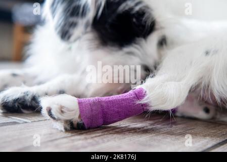 La jambe postérieure du chien blanc blessé est enveloppée d'un bandage violet et présente une attelle après une intervention chirurgicale à la maison Banque D'Images