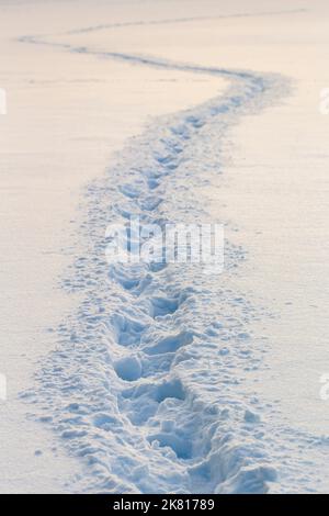 La liquidation des empreintes de pas dans la neige fraîche sur un champ Banque D'Images