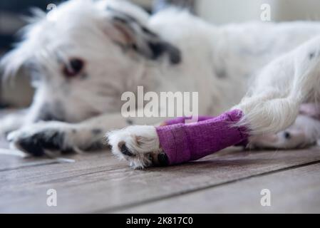 La jambe postérieure du chien blanc blessé est enveloppée d'un bandage violet et présente une attelle après une intervention chirurgicale à la maison Banque D'Images