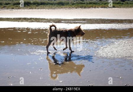 chien de chien de terrier irlandais sur la plage de holkham, dans le nord de norfolk, en angleterre Banque D'Images