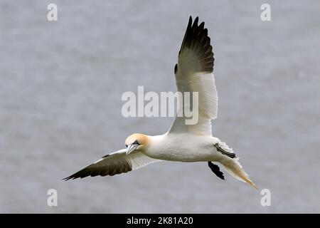 Northern Gannet, Gannet, Morus bassanus, adulte entrant dans la terre RSPB Bempton falaises avril Banque D'Images