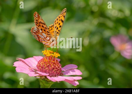 Gros plan de la Reine d'Espagne papillon fritillaire assis sur la fleur rose de zinnia Banque D'Images
