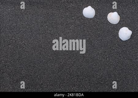 Coques sur fond fin sablonneux avec espace libre. Banque D'Images