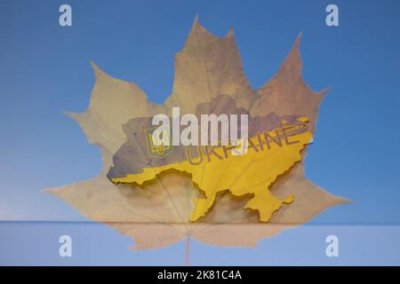 Double exposition de feuille d'érable jaune d'automne et silhouettes image du territoire de l'Ukraine. Mise au point douce. Arrêter la guerre en Ukraine, Amour pour la mère patrie, prote Banque D'Images