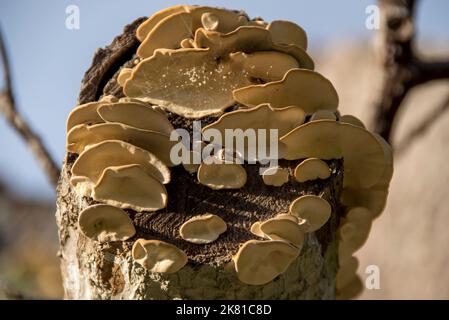 En regardant les niveaux de champignons de la queue de dinde d'Australie Trametes Versicolor, poussant sur une souche de bois mort. Couleur crème. Verger du Queensland. Banque D'Images